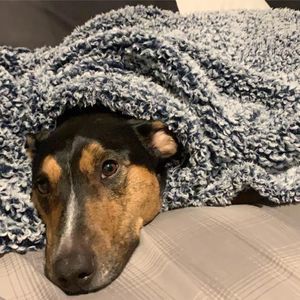 Meet your Posher, Dane